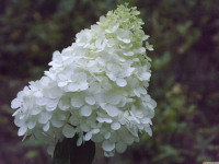 kwiat_1568