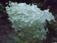 kwiat_1569