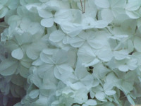 kwiat_1570