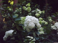kwiat_1571