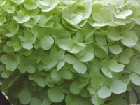 kwiat_1572