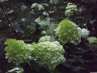 kwiat_1573