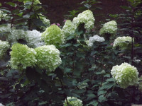 kwiat_1574