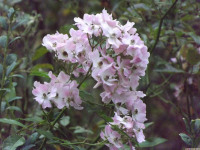 kwiat_1575