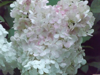 kwiat_1576
