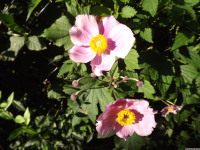 kwiat_1577