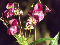 kwiat_1578