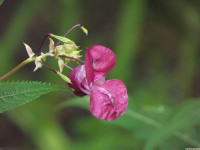 kwiat_1579