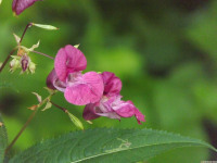 kwiat_1580