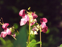 kwiat_1581