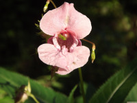 kwiat_1582