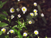 kwiat_1583