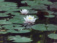kwiat_1584