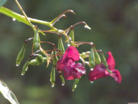 kwiat_1590
