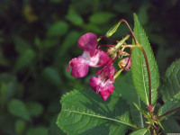 kwiat_1591
