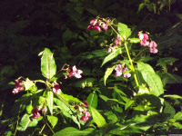 kwiat_1592