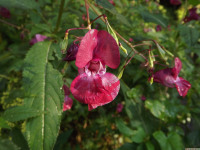 kwiat_1593