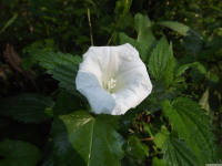 kwiat_1594
