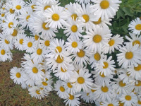 kwiat_1595