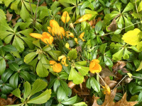 kwiat_1599