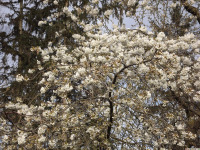 kwiat_1601