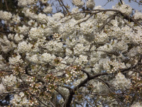 kwiat_1602