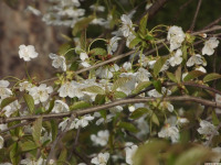 kwiat_1603