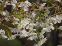 kwiat_1604