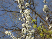 kwiat_1605
