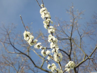 kwiat_1606