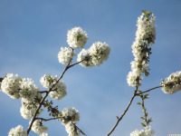 kwiat_1607