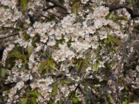 kwiat_1609