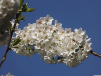 kwiat_1610