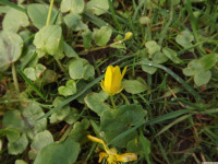 kwiat_1612