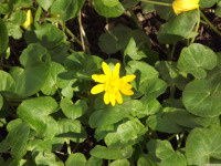 kwiat_1616