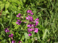 kwiat_1619