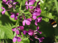 kwiat_1620