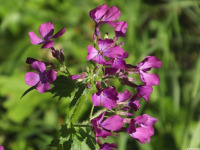kwiat_1621