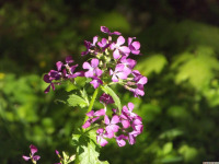kwiat_1622