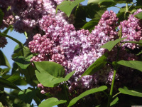 kwiat_1623