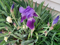 kwiat_1625