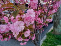 kwiat_1626