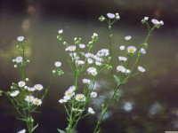 kwiat_1642