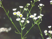 kwiat_1643