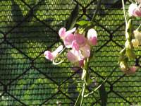 kwiat_1644