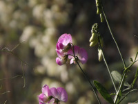 kwiat_1645