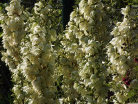 kwiat_1646