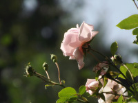 kwiat_1647