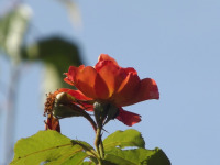 kwiat_1648