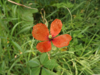 kwiat_1649